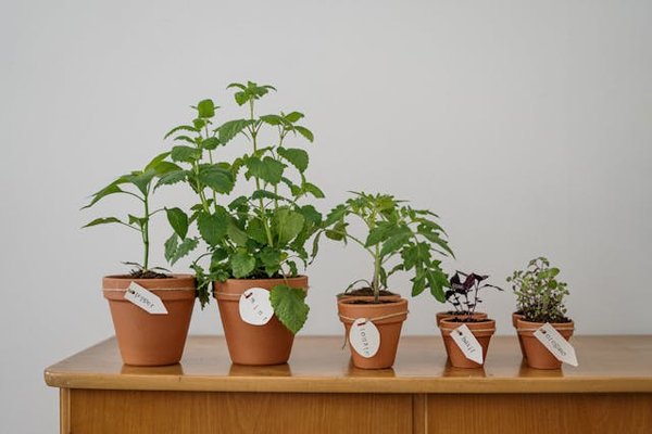 Comment encourager les pratiques de jardinage permaculturel dans les écoles?